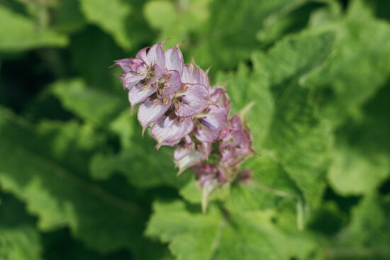 MIX: Muskatsalvija + Zeltslotiņa